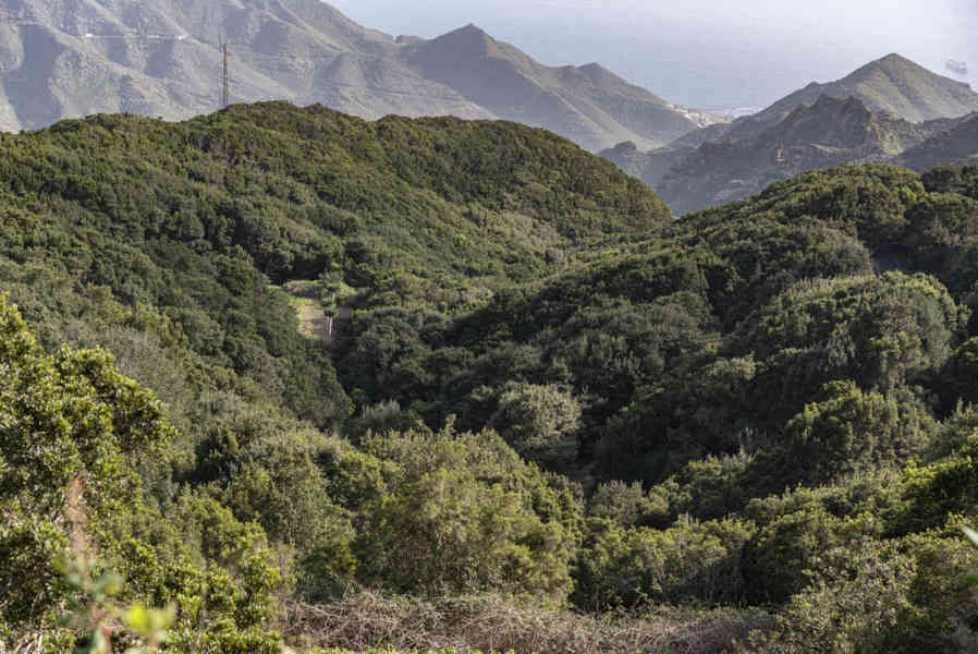 Tenerife 119 - parque rural de Anaga.jpg